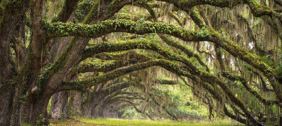 Spanish moss South Carolina